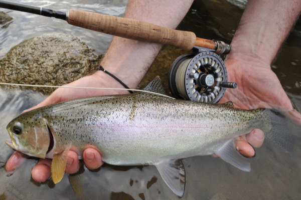 Corporate Fly Fishing Lessons with Fly Water in Ontario