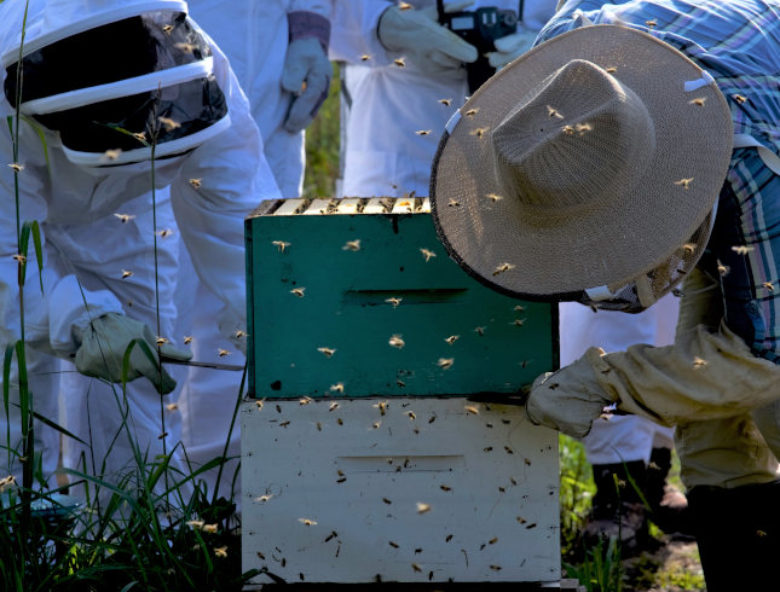 Beekeeping Programs